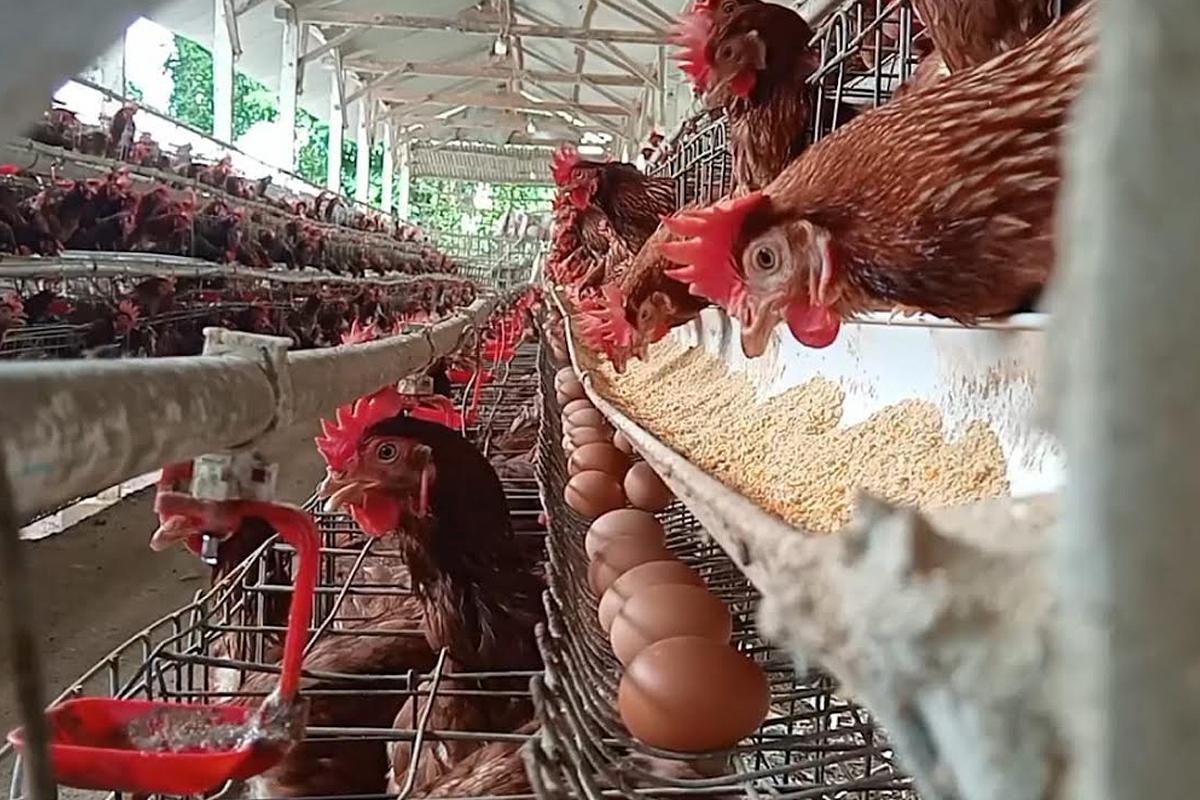 Penyebab Harga Telur Turun, Peternak di Jatim Mengeluh Pakan Naik dan Rugi Rp3 Juta per Hari
