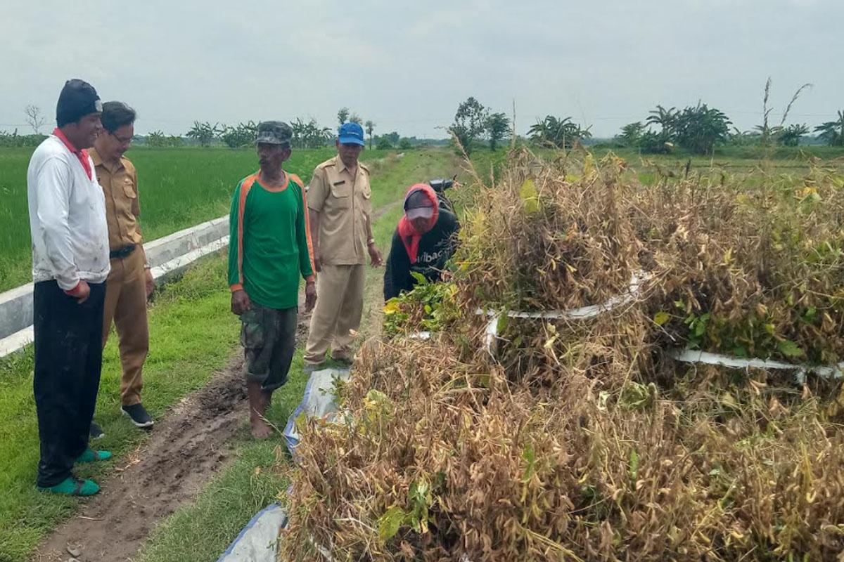 cuaca-kemarau-basah-Harga-kedelai-hanya-laku-Rp6000-per-kilogram.jpg
