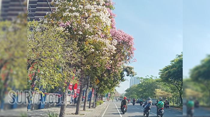 Masuk Bulan September 2025, Bunga Tabebuya Bermekaran di Jalanan Kota Surabaya