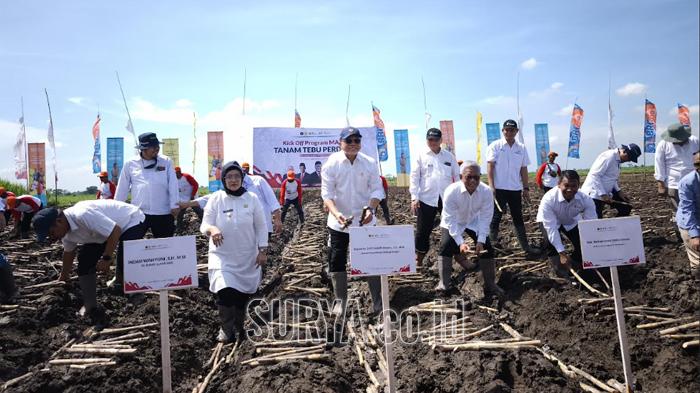 di-kebun-tebu-dibawah-naungan-PG-Jatiroto-di-Lumajang-Jawa-Timur.jpg