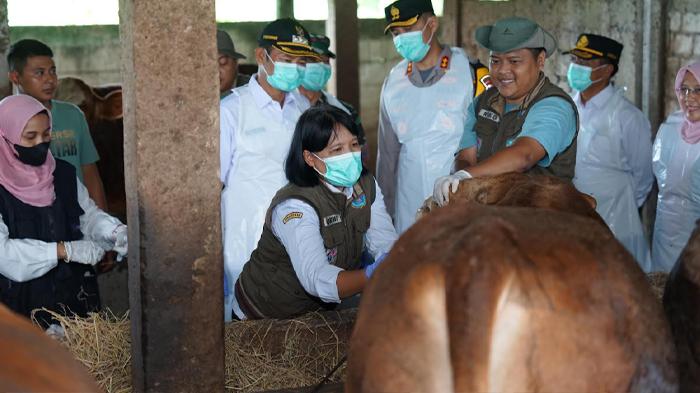 Dua Pasar Hewan Lamongan Masih Ditutup Dampak PMK, Tunggu Hasil Evaluasi Selama 14 Hari