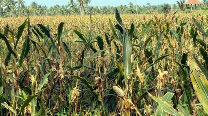 400 Hektare Lahan Pertanian di Lumajang Diserang Hama Tikus, Serangan Semakin Meluas