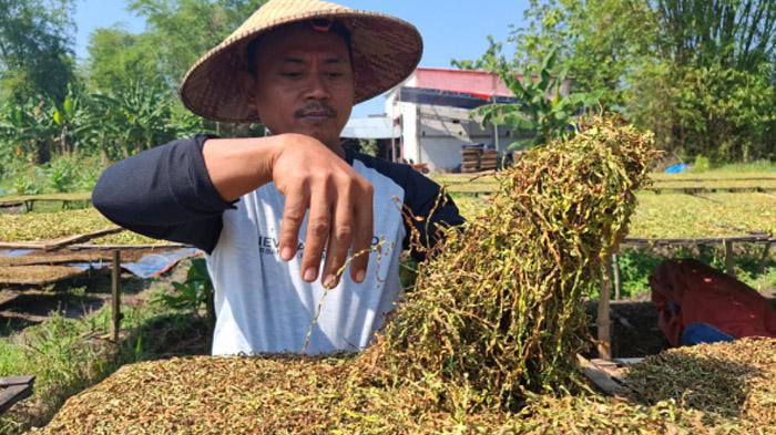 Cuaca Merusak Harga Tembakau, Hasil Rajangan di Jombang Laku Rp 32 Ribu Bahkan Daun Basah Rp 2.500