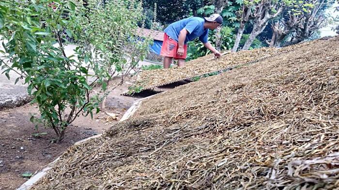 APTI Jombang Ungkap Harga Tembakau Turun Meski Pemda Sebut Stabil, Petani Tertekan Di Tengah