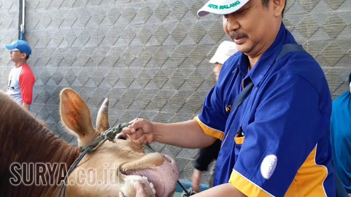 Periksa 5.000 kambing dan 300 sapi di 1.700 Titik Kota Malang, Ini Temuan Petugas