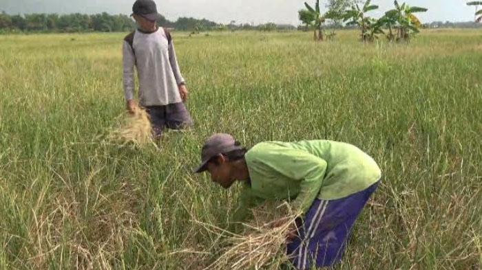 Waduk Mengering, Ratusan Hektare Sawah di Kabupaten Lamongan Terancam Gagal Panen