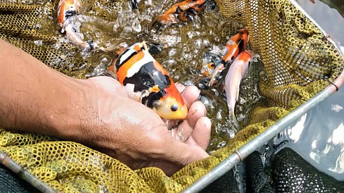 Dampak Setahun Pandemi, Pembudidaya Patin Tulungagung Banyak Beralih ke Ikan Koi