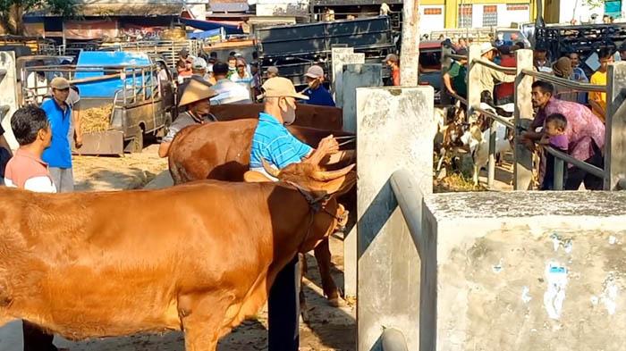 3.500 Dosis Vaksin PMK untuk Trenggalek, Sapi Potong Mendapat Prioritas