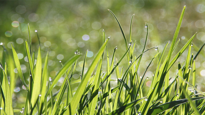 Mobilnya Hendak Putar Balik, Pak Haji Terabas Rumput Tetangga, yang Terjadi Kemudian Bikin Geger!