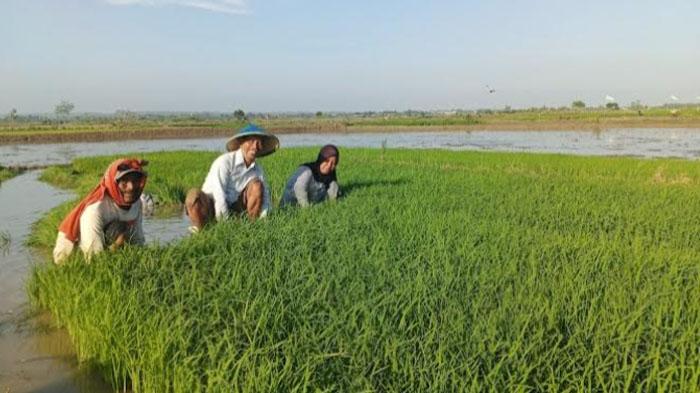 intensifikasi-produksi-padi-Lamongan.jpg
