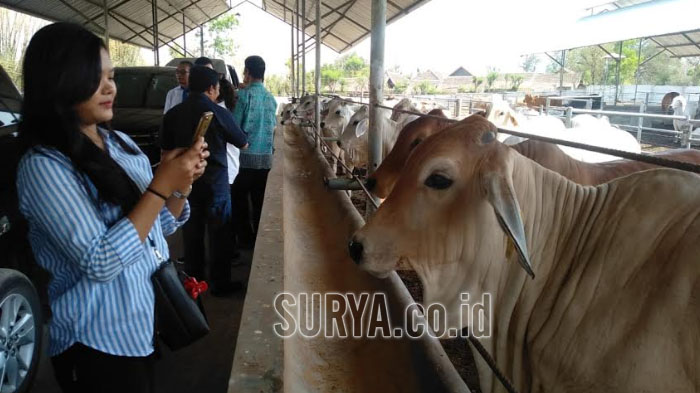Wujudkan Swasembada Daging Nasional, Japfa Kembangkan Sapi Jenis F1 Nelore