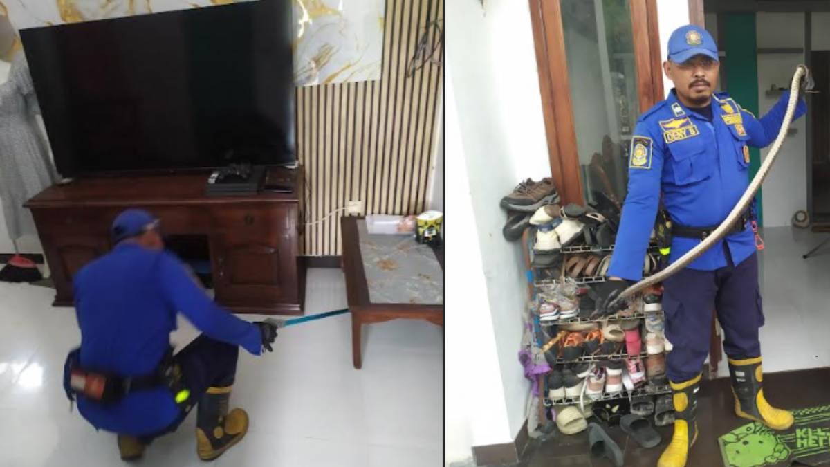jombang-Keberadaan-ular-pertama-kali-dilihat-oleh-anak-pemilik-rumah.jpg