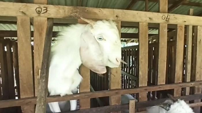 Lindungi Sumber Daya Genetik Asli Bangkalan, Disperta Perjuangan Hak Paten Kambing Pote ke Kementan