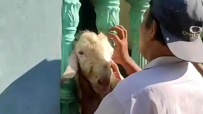 Hendak Dikurbankan, Kepala Kambing di Bangkalan Madura Malah Terjepit Pagar