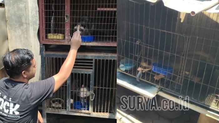 Cerita Galuh Eghou Setiawan, Pria Kediri yang Sukses Kembangkan Breeding Musang Pandan