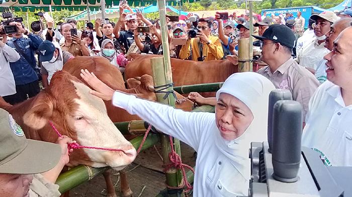 kawin-suntik-massal-sapi-di-Jember-Jatim.jpg