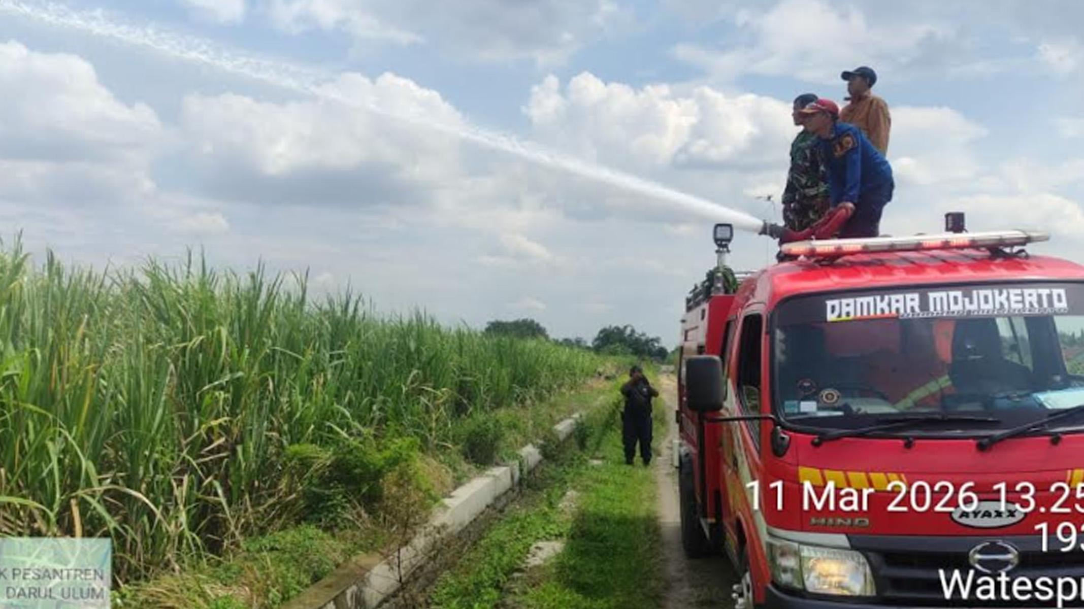 Kebakaran Lahan Tebu di Kemlagi Mojokerto, Diduga Dipicu Pembakaran Jerami Usai Panen Padi