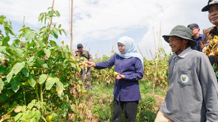 kepala-daerah-segera-serap-tomat-petani-untuk-tanggulangi-deflasi.jpg