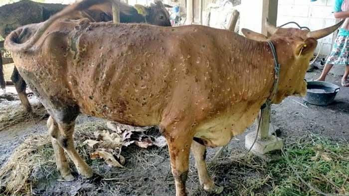 kondisi-sapi-terjangkit-LSD-di-Kabupaten-Mojokerto.jpg