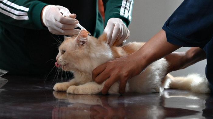 kucing-di-Banyuwangi-divaksin-rabies.jpg