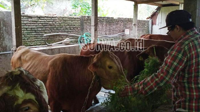 Banyak Warga Memilih Kambing, Peternak Sapi di Kota Malang Was-was Jelang Idul Adha
