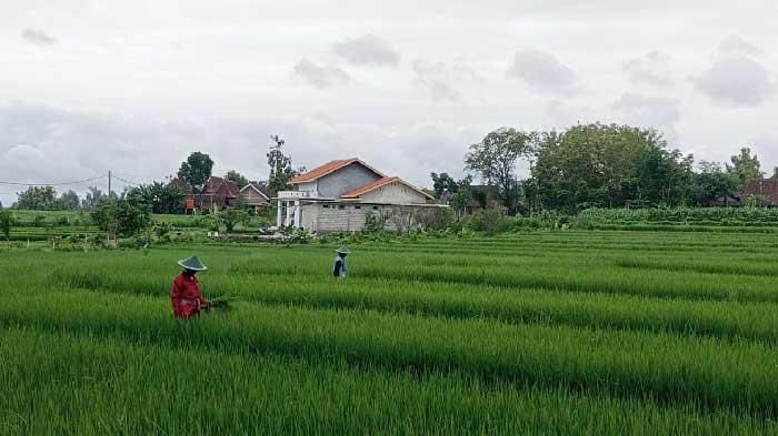 lahan-tanaman-padi-di-Kabupaten-Magetan.jpg