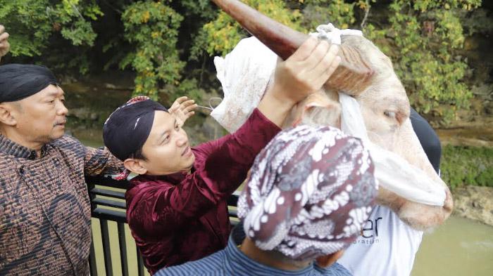 Bupati Mas Ipin Larung Kepala Kebo Bule di DAM Bagong Trenggalek : Bentuk Syukur Petani