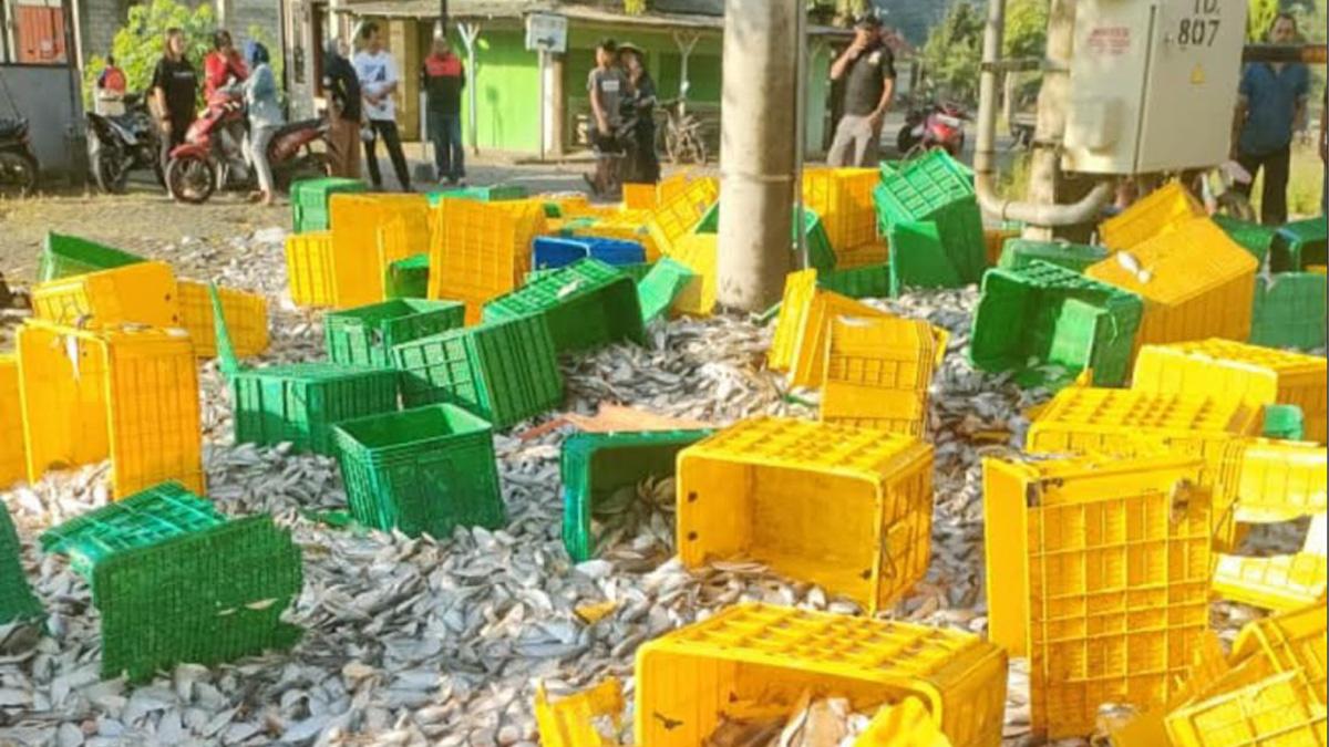 mengirim-ikan-baluh-ke-Pantai-Prigi-Kabupaten-Trenggalek.jpg