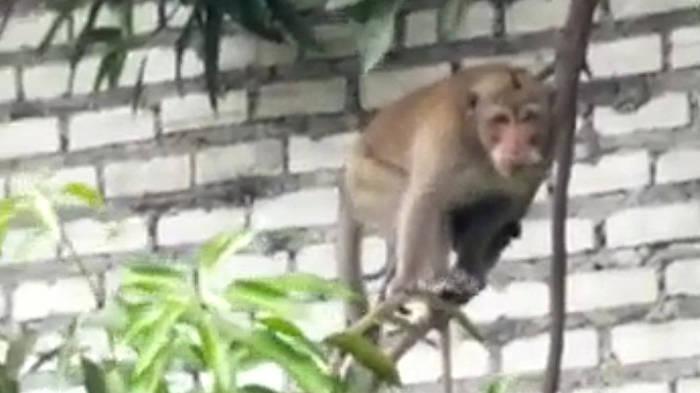 monyet-liat-yang-meneror-warga-Wiji-Baru-Kota-Mojokerto.jpg