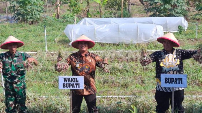 Siapkan Bawang Merah Sebagai Komoditas Andalan, Pemkab Madiun Perluas Lahan Tanam 200 Hektare