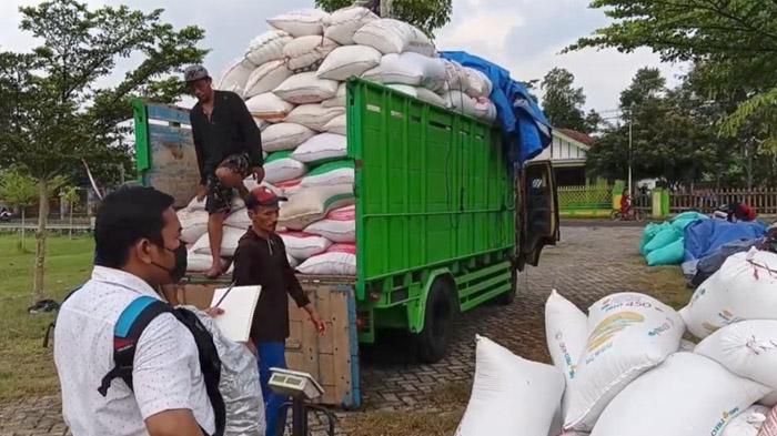 Bulog Serap Gabah Kering Basah Rp 6.500, Petani Trenggalek Berharap Ke Depan Bisa Rp 7.000 per KG
