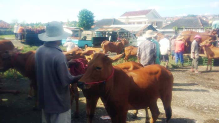PMK Lumpuhkan Perdagangan Hewan di Pamekasan, Hanya  Ada 1 Sapi Yang Ditawarkan di Pasar