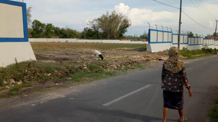 Lelang Rp 7,5 M Gagal, Calon Lokasi Pengolahan Tembakau di Pamekasan Jadi Tempat Kambing Merumput