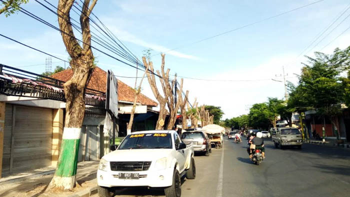 Kota Pamekasan Bak Membara, DPRD Berang Pemangkasan Puluhan Pohon Tak Sisakan Selembar Daun Pun