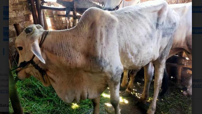 penyakit-LSD-sapi-di-Lamongan.jpg