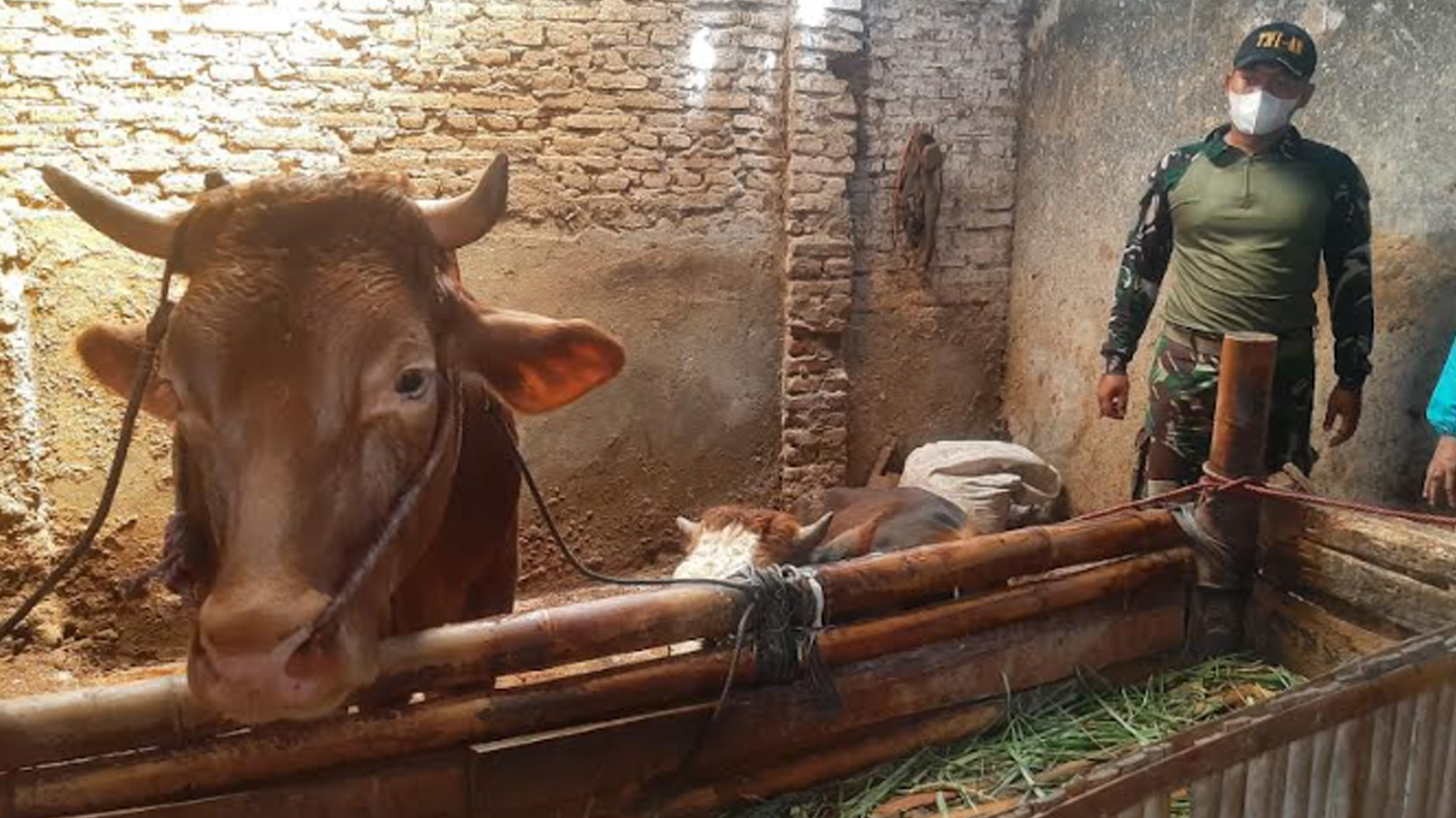 Wabah Penyakit Mulut dan Kuku Sapi di Lumajang Berpotensi Pukul Ekonomi