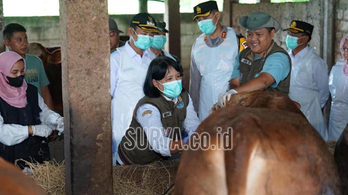penyembuhan-dan-sebanyak-946-ekor-sapi-berhasil-disembuhkan.jpg