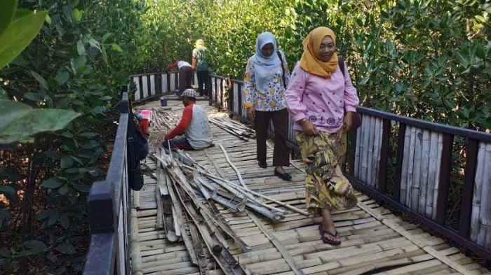 perbaikan-jembatan-bambu-di-kawasan-mangrove-wonorejo-surabaya.jpg
