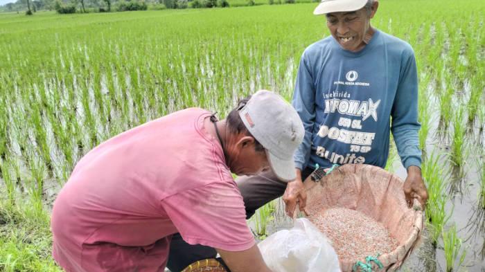 petani-di-Lumajang-siapkan-pupuk-untuk-padi.jpg