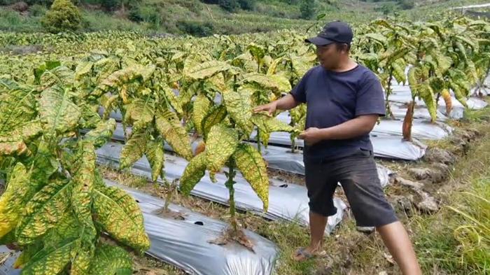 petani-tembakau-di-Kecamatan-Plaosan-Kabupaten-Magetan-Jatim.jpg