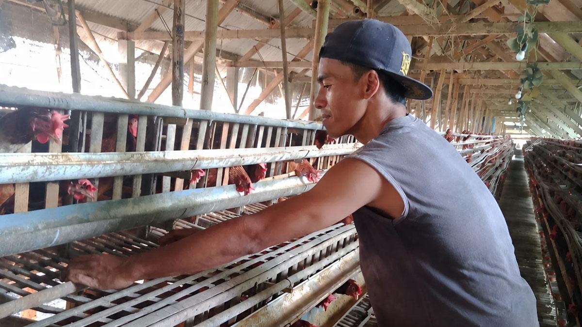 peternakan-ayam-petelur-d-Jombang.jpg