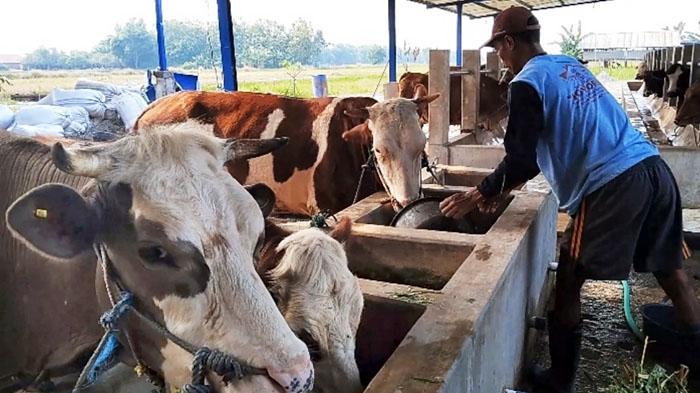 peternakan-sapi-Kabupaten-Mojokerto-Jatim.jpg