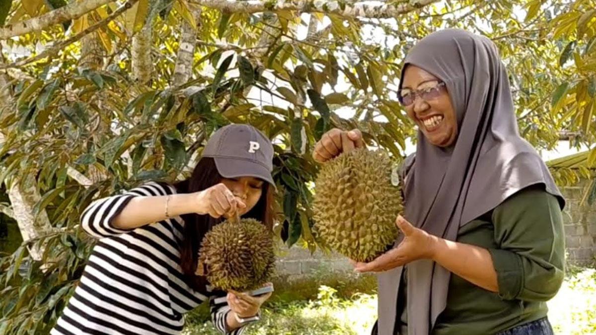 petik-durian-Jember1.jpg