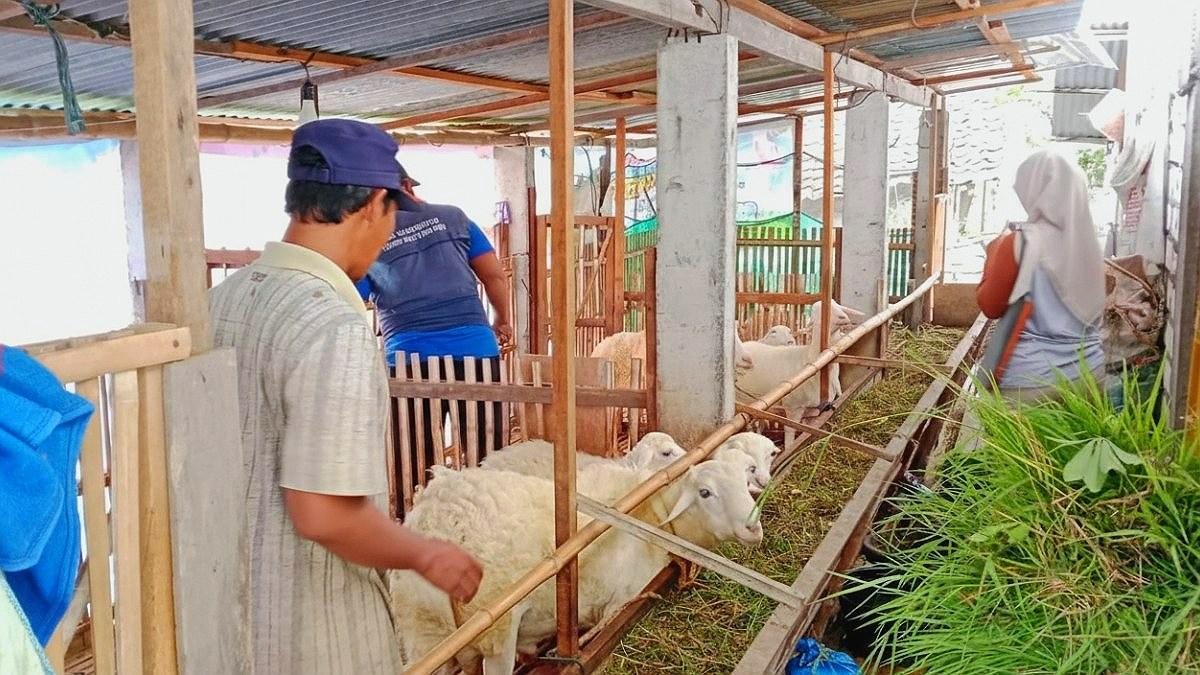 Kasus PMK Muncul Lagi di Lamongan, Disnakeswan Gencarkan Vaksinasi Ribuan Ternak