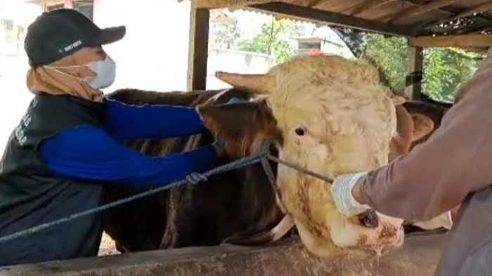 DKPP Kota Blitar Kembali Gencarkan Vaksinasi PMK dan LSD pada Sapi Jelang Hari Raya Idul Adha 2023