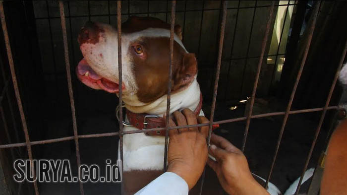 Keluarga Tolak Otopsi, Ini yang Dilakukan Polisi Terkait Kasus Anjing Pitbull yang Tewaskan Sasa