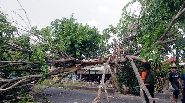 pohon-tumbang-akibat-hujan-es-dan-angin-kencang-di-Sidoarjo-Jawa-Timur.jpg