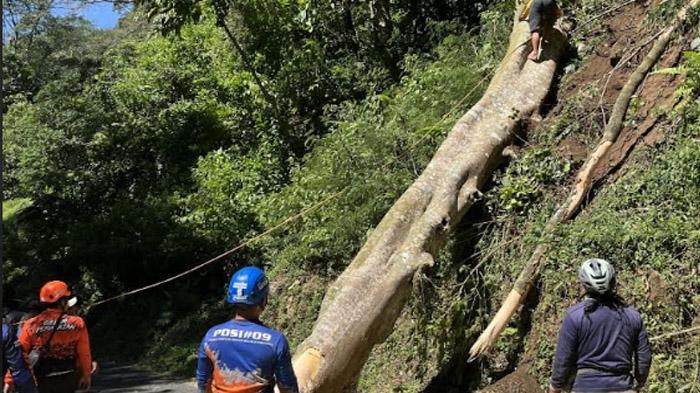 Mojokerto Diterjang Angin Kencang, 2 Pohon Jumbo Ambruk Sampai Menutup Akses Pacet-Trawas