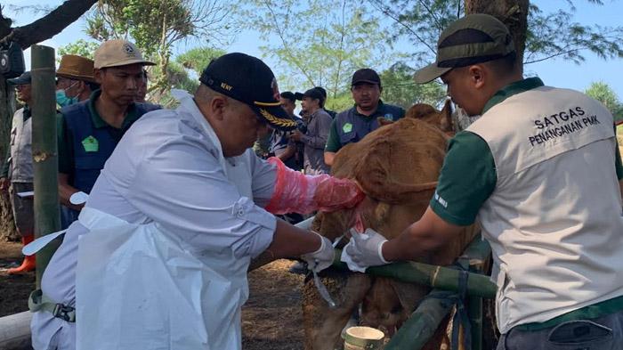 Merosotnya Populasi Sapi Ancam Ketahanan Pangan, Jember Butuh Tambahan Tenaga Kesehatan Hewan