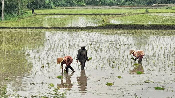 Tahun 2025 Ini, Jatah Pupuk Subsidi Bagi Petani di Lumajang Merosot Drastis
